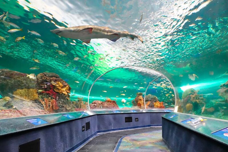 Fun Things to do in Toronto: Ripley’s Aquarium of Canada