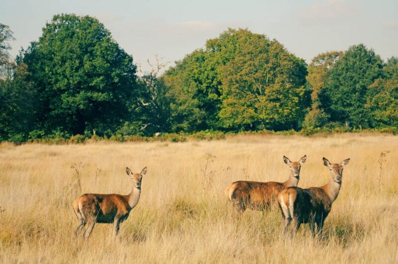 London 3 Day Itinerary Weekend Guide: Richmond Park