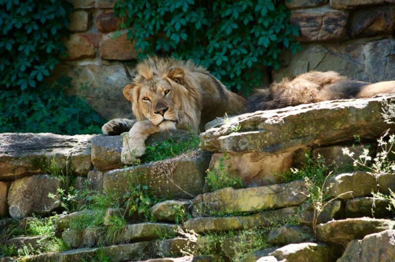 Must do things in Fort Worth, Texas: Fort Worth Zoo