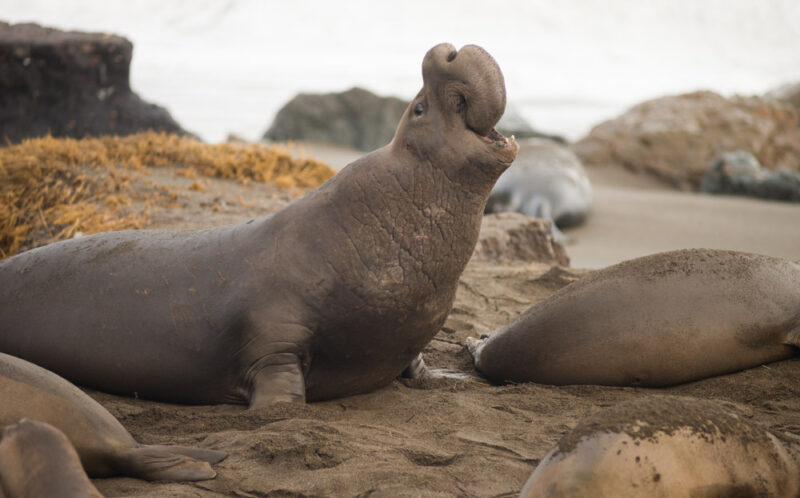 Road Trip Stops in California: Elephant Seals in San Simeon