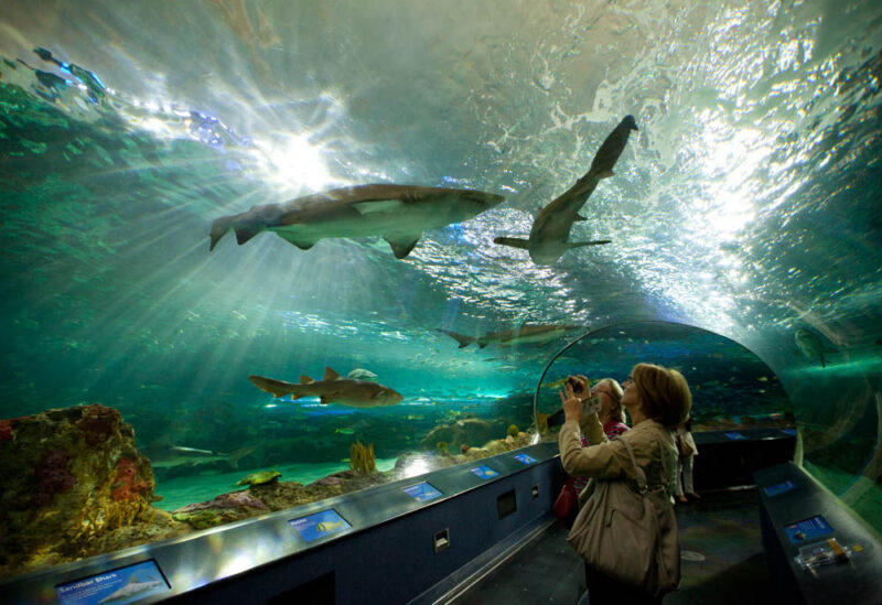 Toronto Bucket List: Ripley's Aquarium of Canada