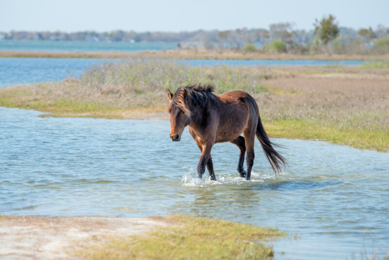 Unique Things to do in Maryland: Assateague Island