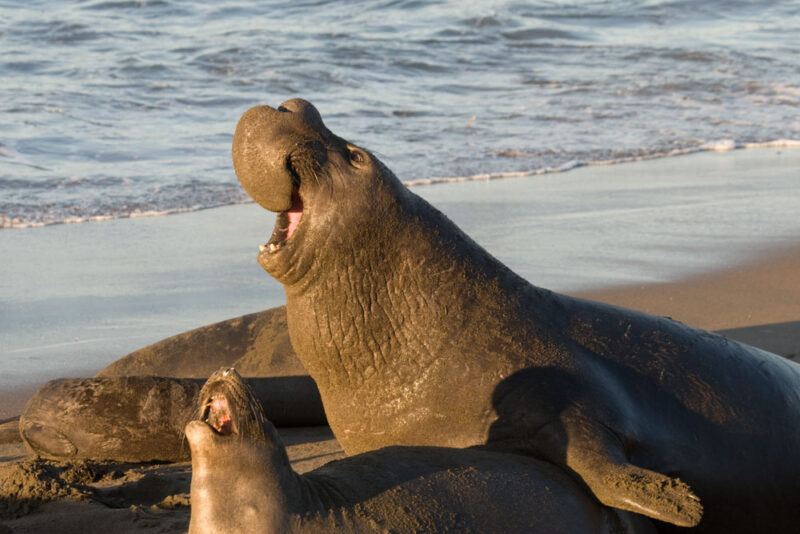 Weekend in Morro Bay: Elephant Seals in San Simeon