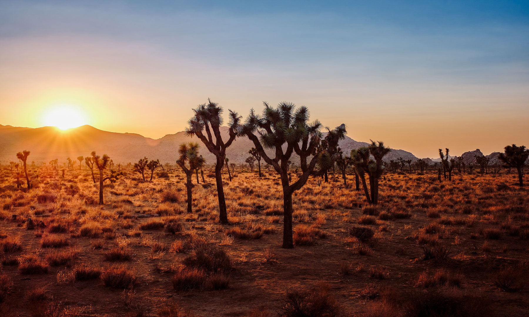 The Best Things to do in Palm Springs, California