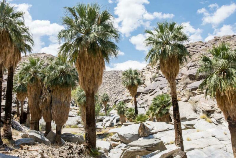 Best Things to do in Palm Springs: Palm Canyon