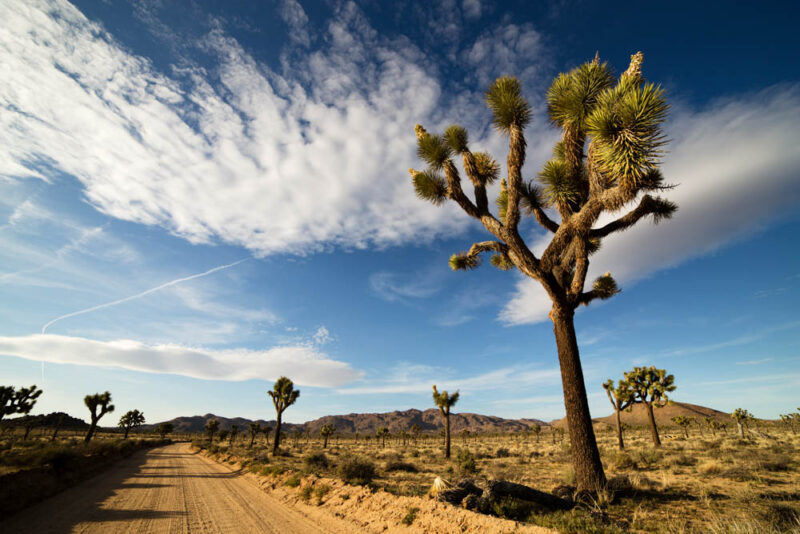 Cool Things to do in Palm Springs: Joshua Tree National Park