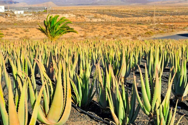 Fuerteventura, Spain Bucket List: Finca Canarias Aloe Vera