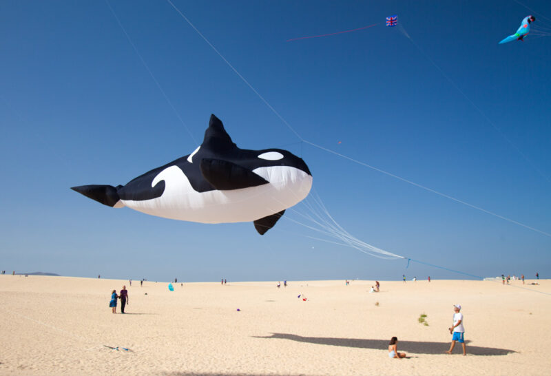 Fun Things to do in Fuerteventura, Spain: International Kite Festival