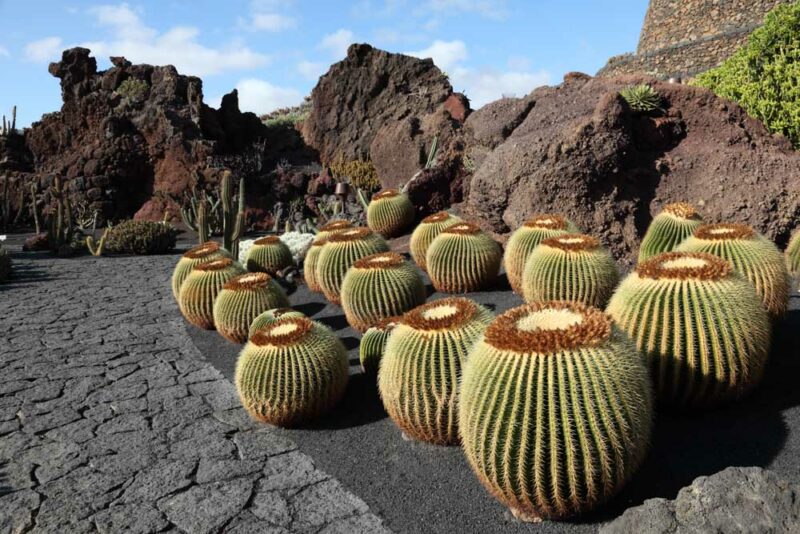 Fun Things to do in Lanzarote: Jardin de Cactus