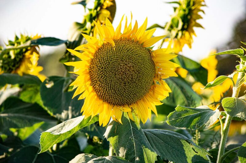 Unique Things to do in Kansas: Grinter's Sunflower Farm