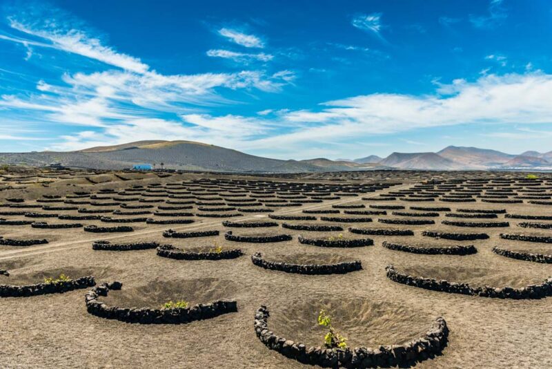 What to do in Lanzarote: Volcanic Wine