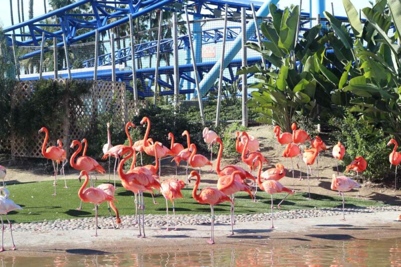 What to do in San Diego, California: San Diego Zoo