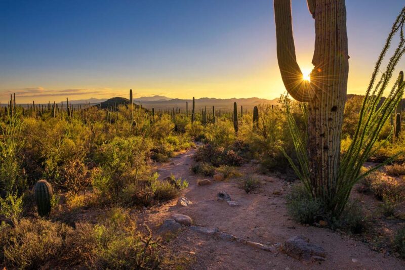Best Cities to Visit in the US in March: Saguaro National Park