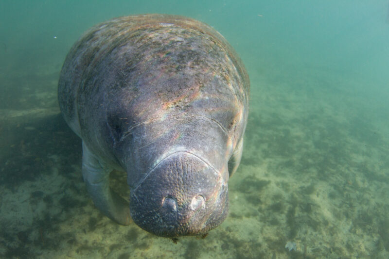 Best Things to do in Everglades National Park: Visit the Manatees on a Guided Tour