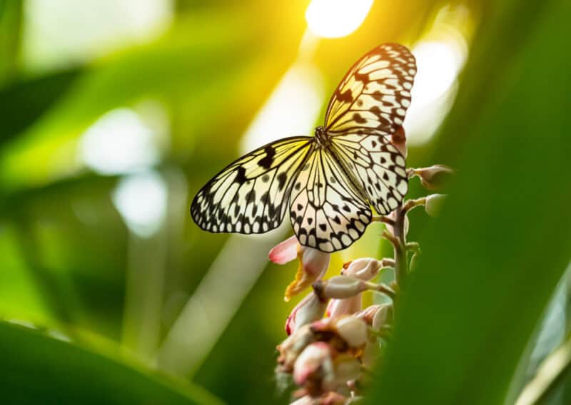 Branson, Missouri Things to do: Butterfly Palace