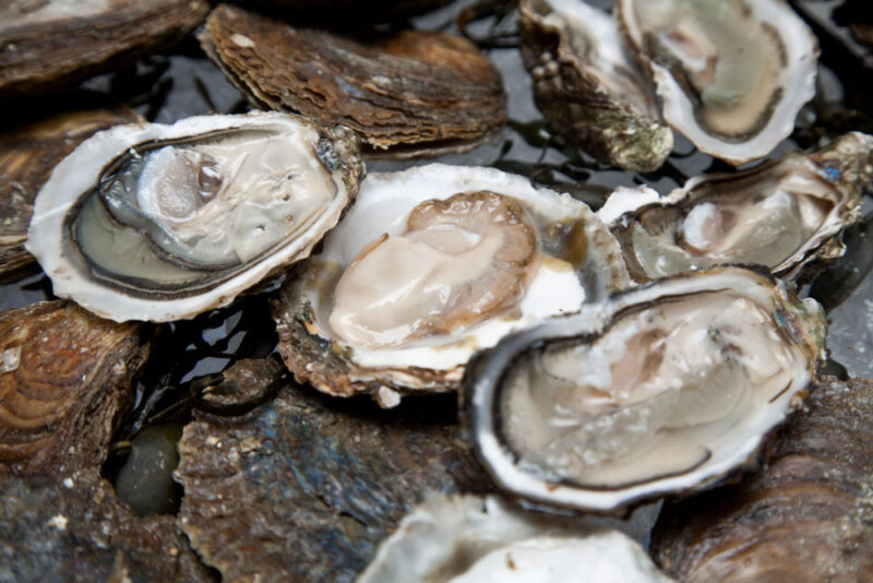 Cool Things to do in Martha’s Vineyard: 19 Raw Oyster Bar
