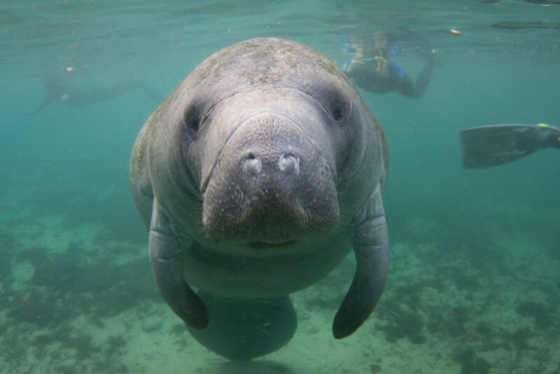 Everglades National Park Things to do: Visit the Manatees on a Guided Tour