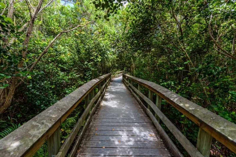Fun Things to do in Everglades National Park: Gumbo Limbo Trail