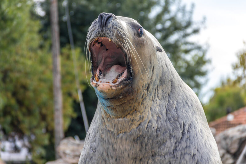 Fun Things to do in Sausalito: Marine Mammal Center