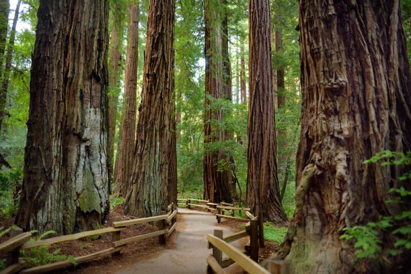 Must do things in Sausalito: Muir Woods National Monument
