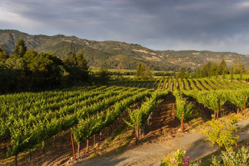 Must Visit Places in the US in February: Napa Valley