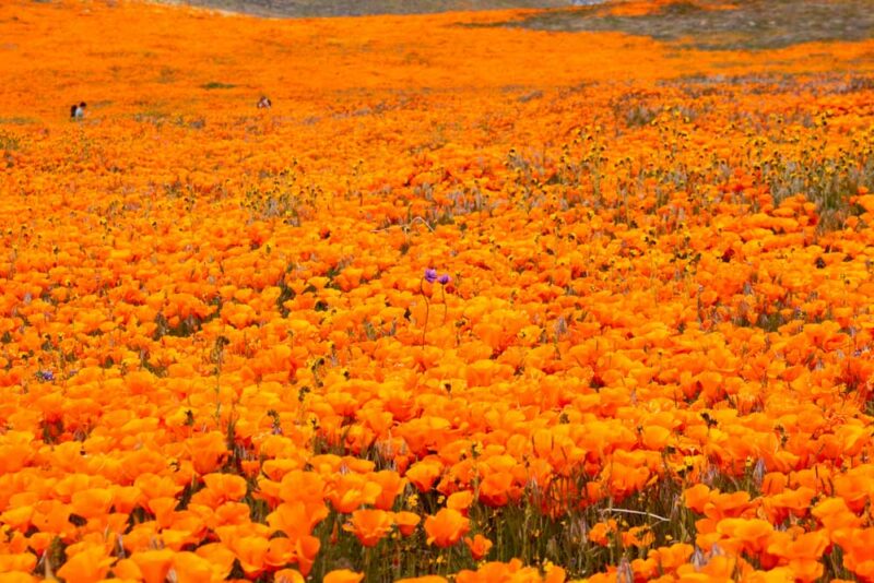 Must Visit Places in the US in March: Antelope Valley, California