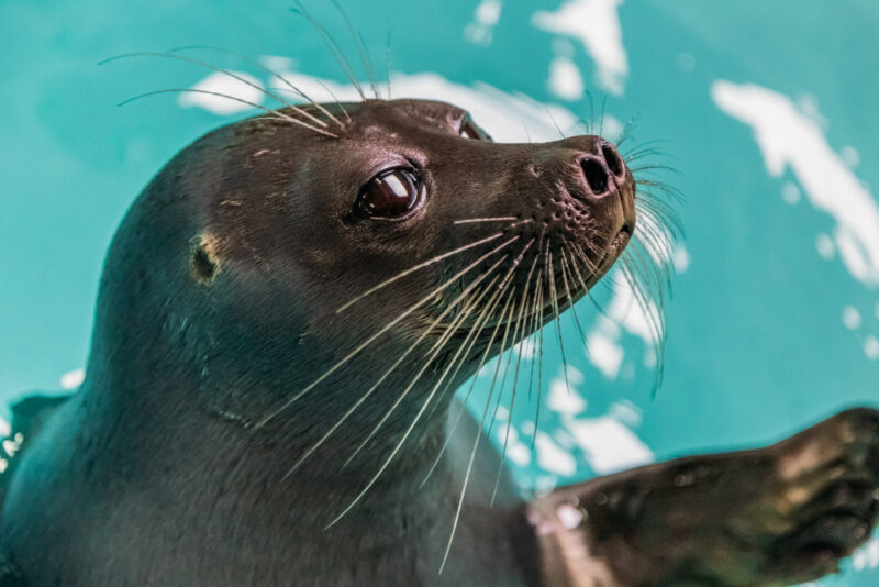 Sausalito Bucket List: Marine Mammal Center
