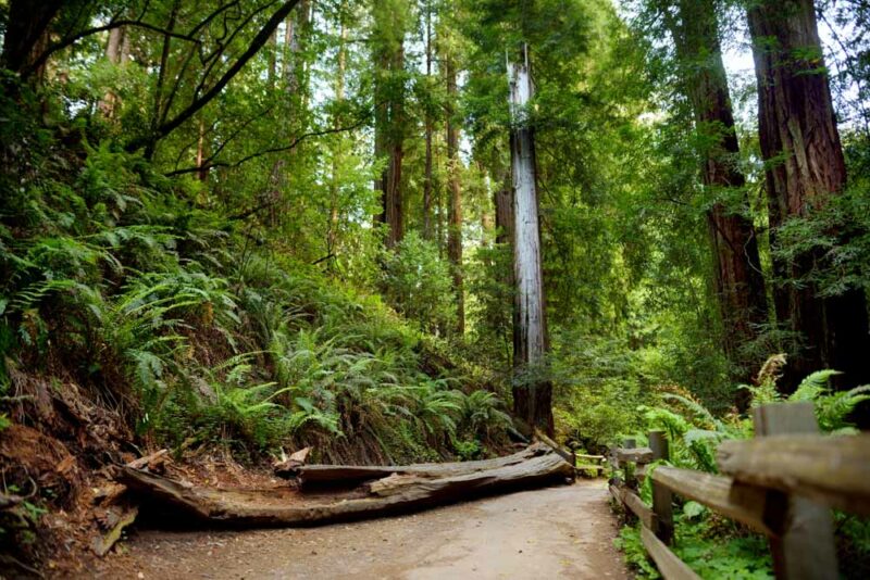 Sausalito Things to do: Muir Woods National Monument