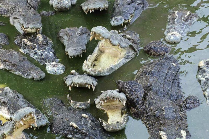 Unique Things to do in Everglades National Park: Everglades Alligator Farm