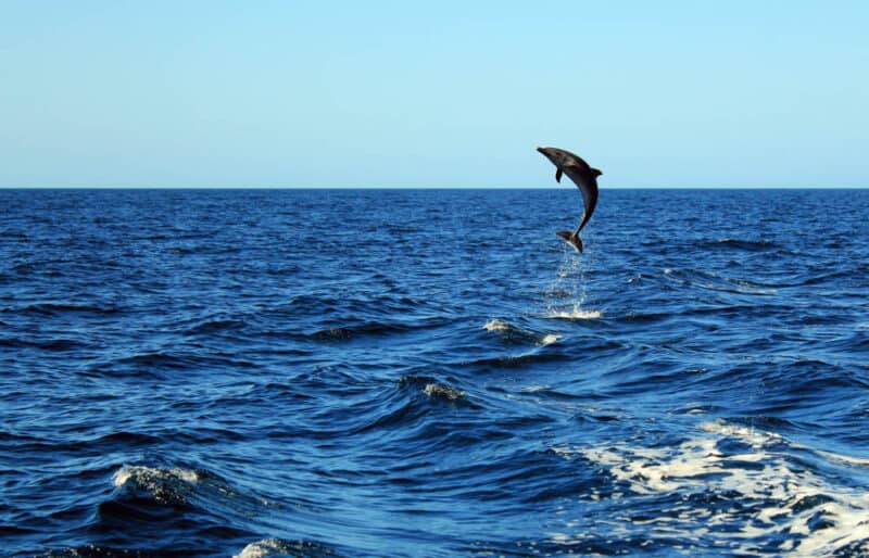 Unique Things to do in Myrtle Beach: Dolphin Watching
