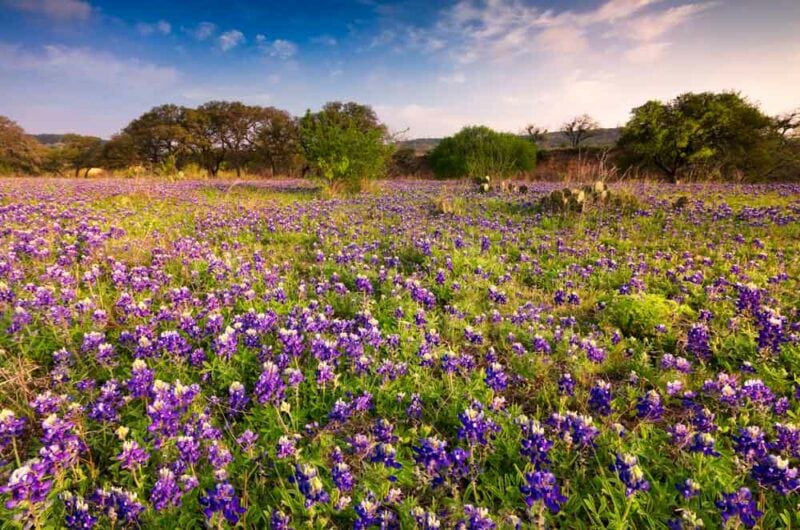 What Places Have Shoulder Season in the US in March: Texas Hill Country