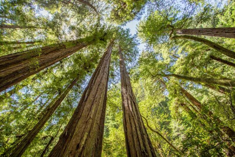 What to do in Sausalito: Muir Woods National Monument