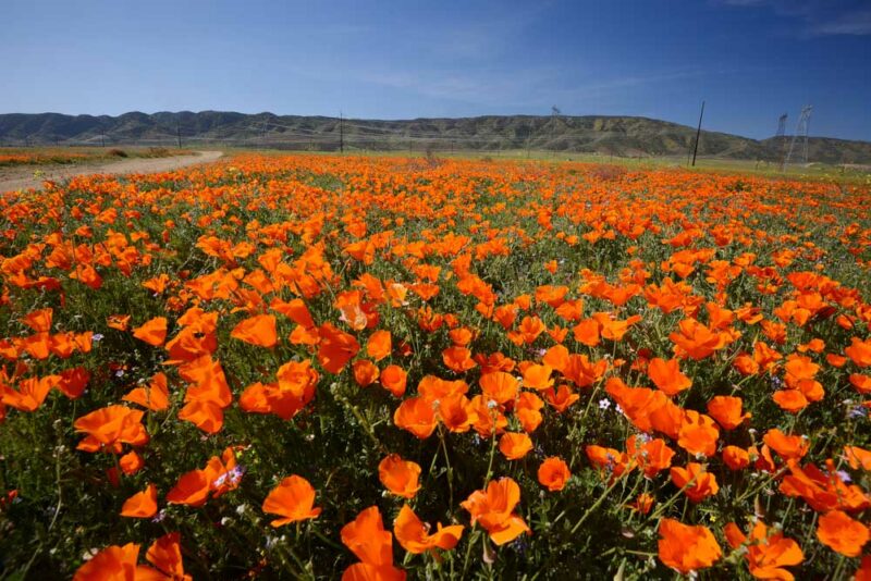 Where to Vacation in the US in March: Antelope Valley, California