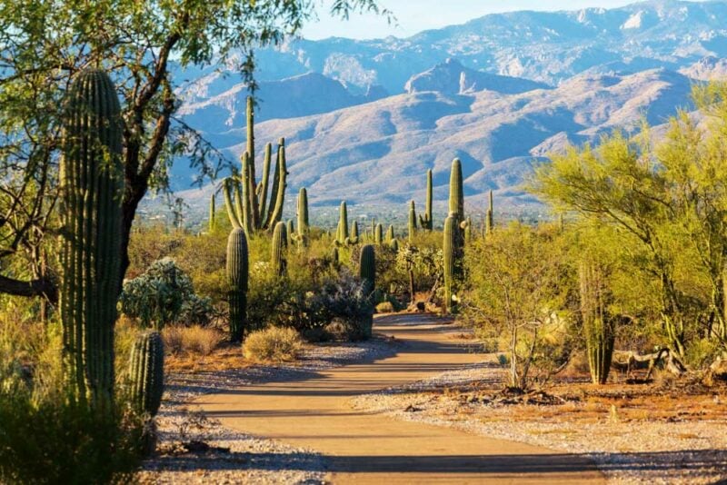Where to Vacation in the US in March: Saguaro National Park