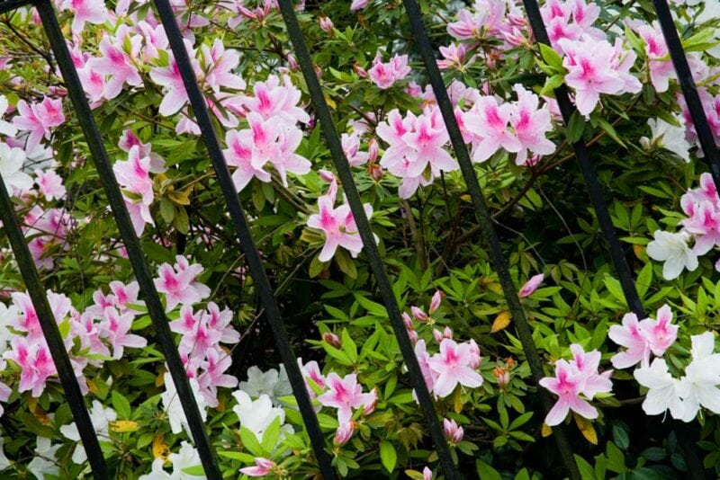 Charleston, South Carolina Things to do: Magnolia Plantation and Gardens