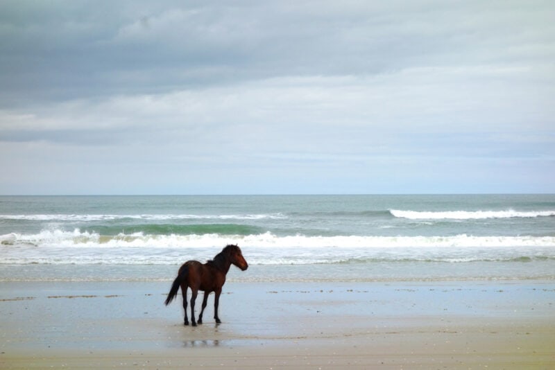 Cool Things to do in Outer Banks, North Carolina: Wild Horses 
