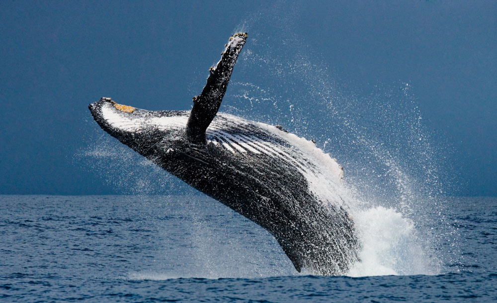 Fun Tours to Book in Boston: Look for Whales Off the Coast of Boston