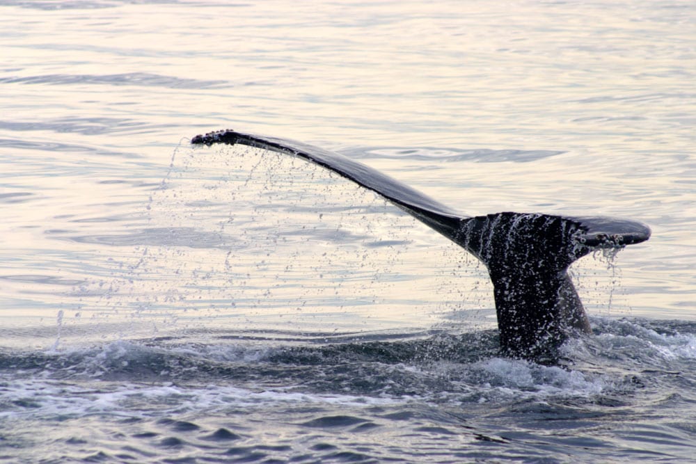 Unique Tours to Book in Boston: Look for Whales Off the Coast of Boston