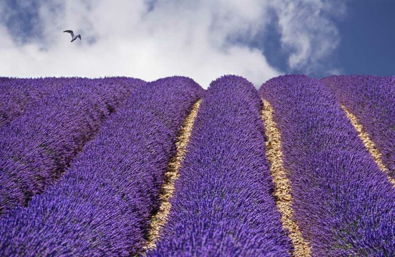 What Places have Shoulder Season in Europe in February: Lavender in Nice
