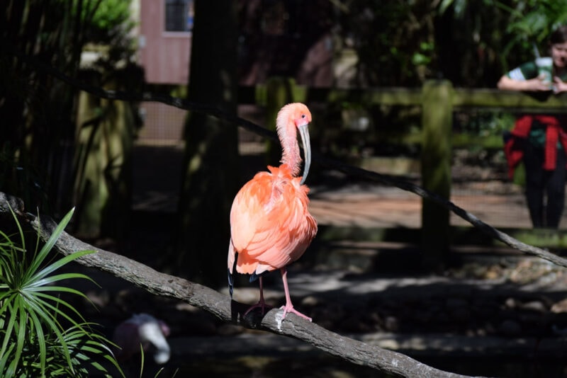 What to do in Jacksonville: Jacksonville Zoo and Gardens