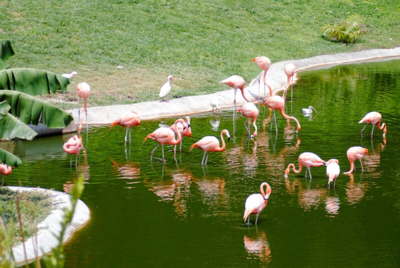 What to do in Miami Beach, Florida: Flamingo Park