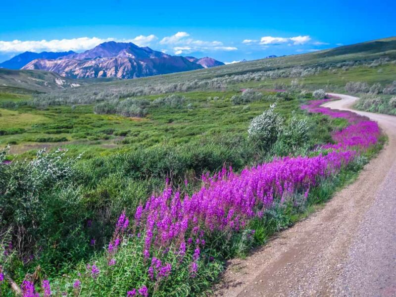 Where to Vacation in USA in September: Denali National Park