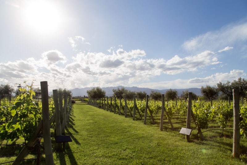 2 Week Itinerary in Argentina: The Vines of Mendoza