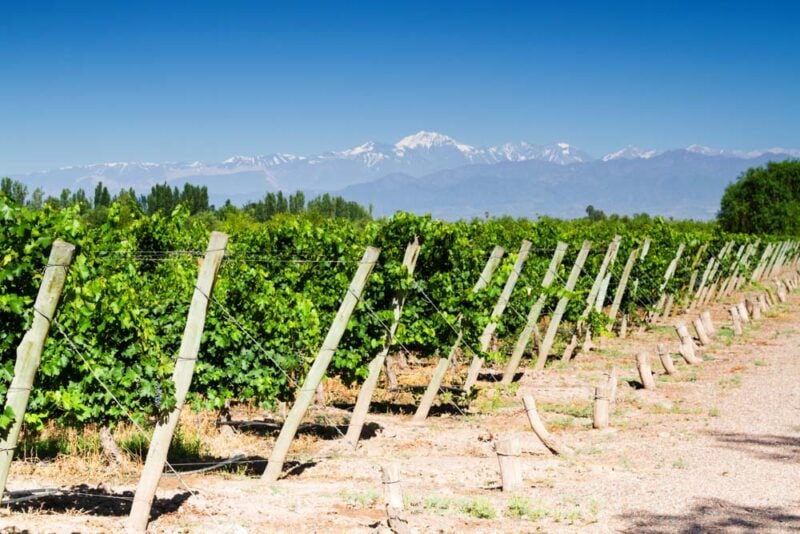 Argentina Two Week Itinerary: The Vines of Mendoza