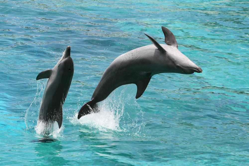 Fun Things to do in Panama City Beach, Florida: Dolphin Watching Cruise