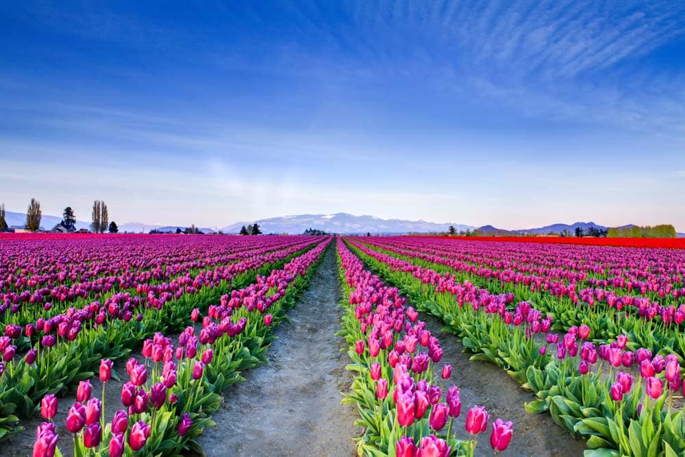 What Places Have Shoulder Season in USA in April: Skagit Valley