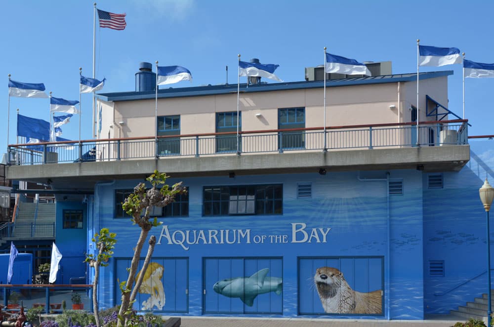 3 Days in San Francisco Itinerary: Aquarium of the Bay