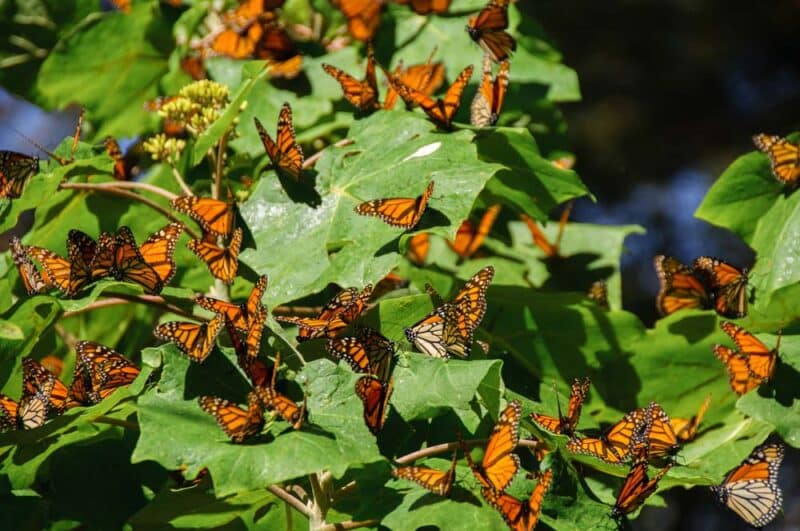 Best Things to do in Mexico: Monarch Butterfly Biosphere Reserve