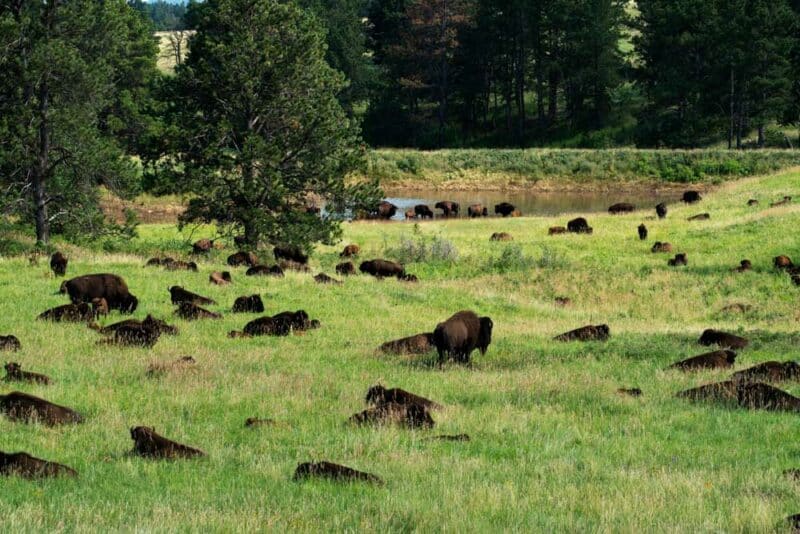 Best Things to do in South Dakota: Custer State Park