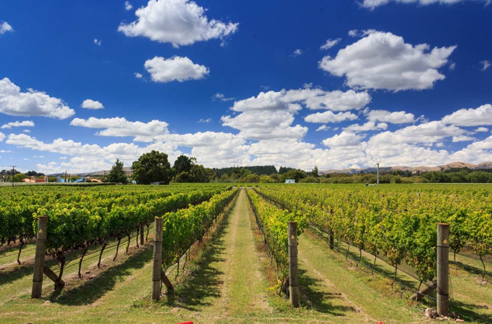 Best Things to do in Wellington, New Zealand: Vineyards